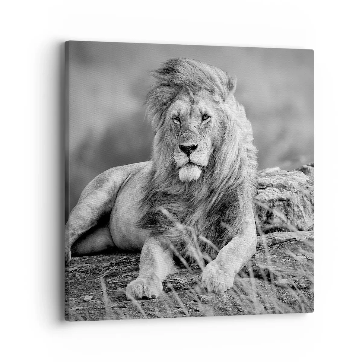 Tablou pe pânză - Siesta regală - 40x40 cm