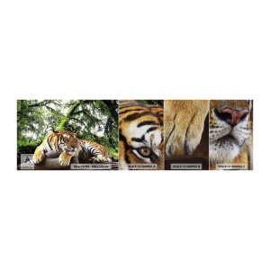 Mostră tapet Premium Sand - Cu respect - Tigru, Animale, Prădător - 100x30 cm