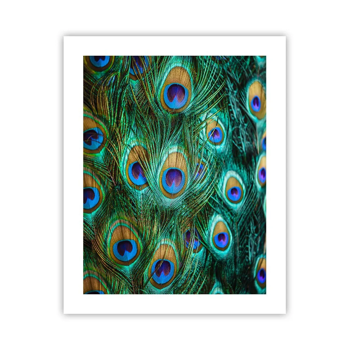 Poster - O privire cu ochi de păun - 40x50 cm