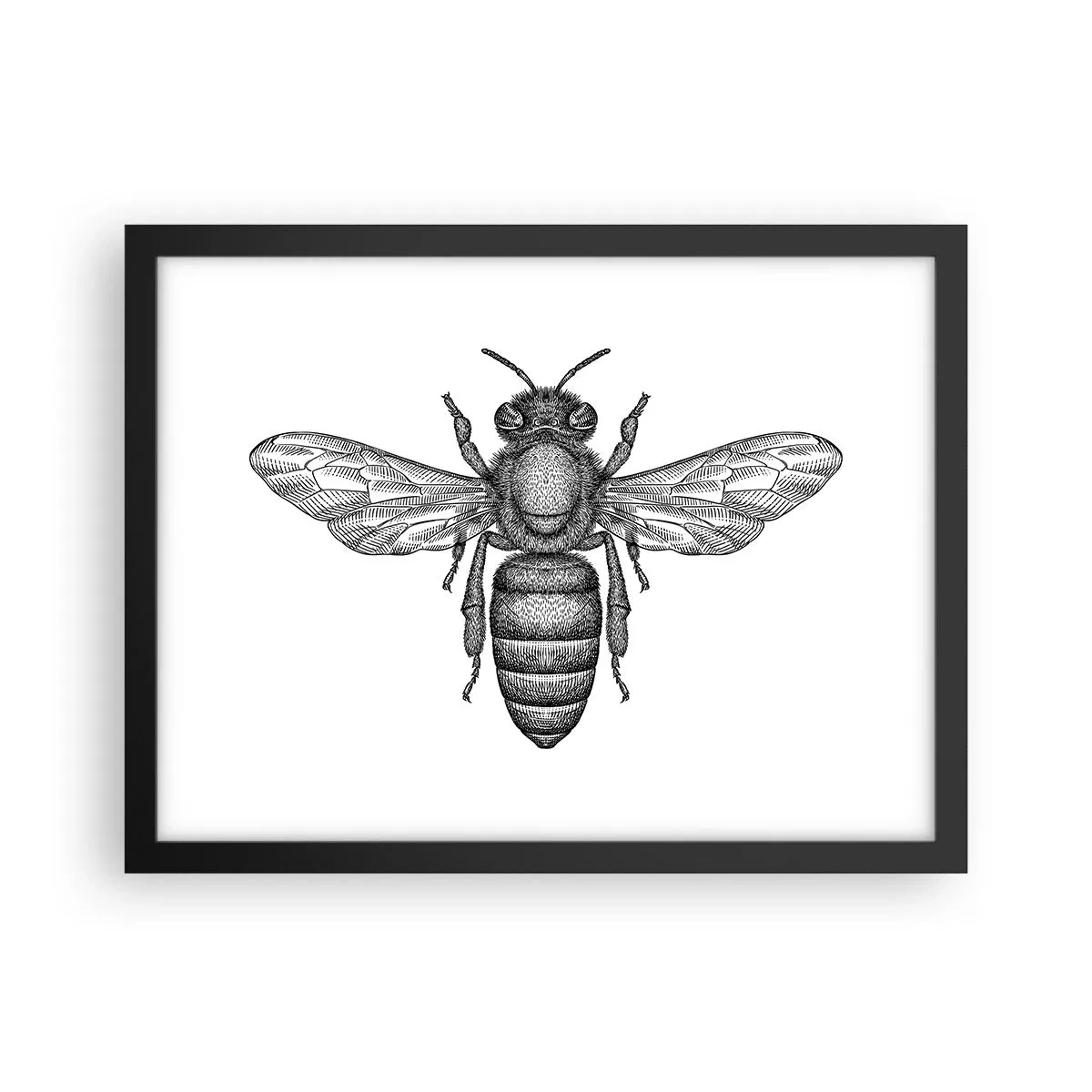Poster în ramă neagră - Portret de insectă - 40x30 cm
