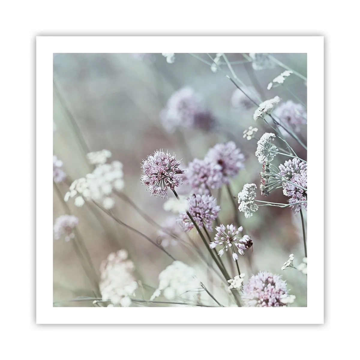 Poster - Ierburi dulci filigranate - 60x60 cm