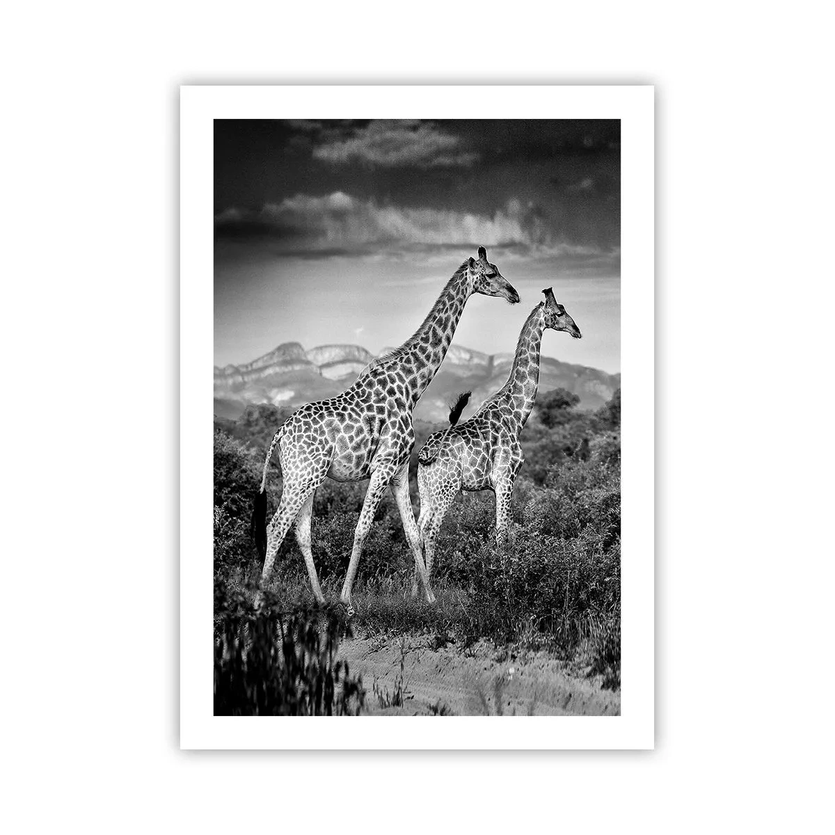 Poster - Clasele superioare din Africa - 50x70 cm