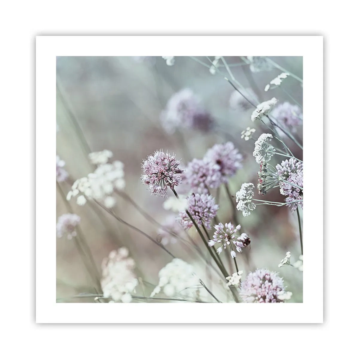 Poster - Ierburi dulci filigranate - 50x50 cm