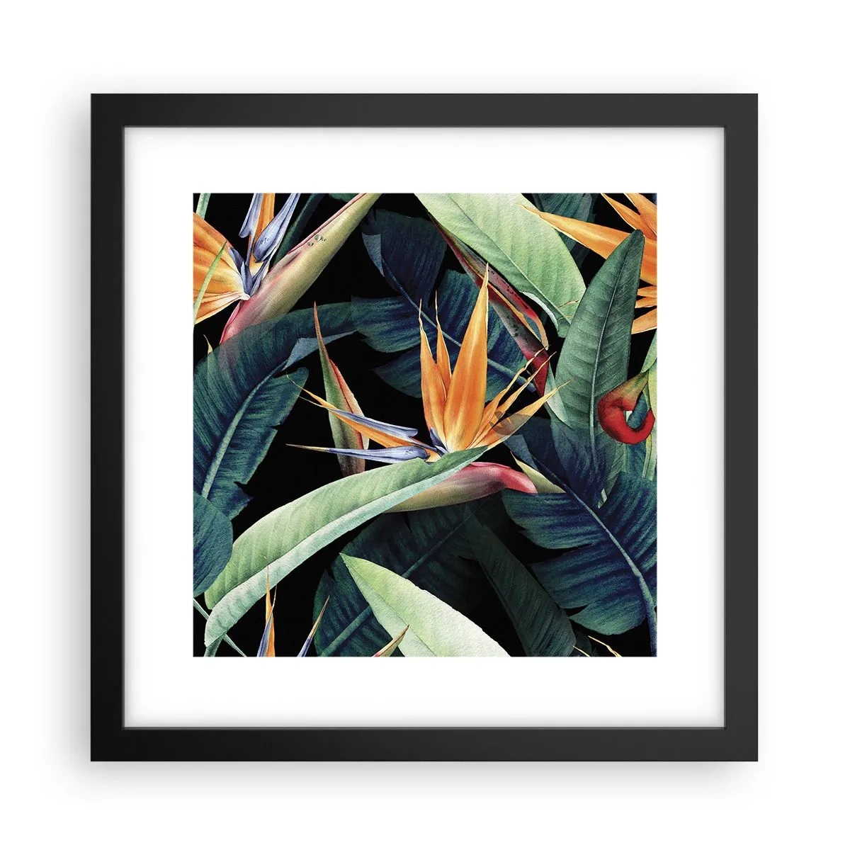 Poster în ramă neagră - Florile de flacără ale tropicelor - 30x30 cm