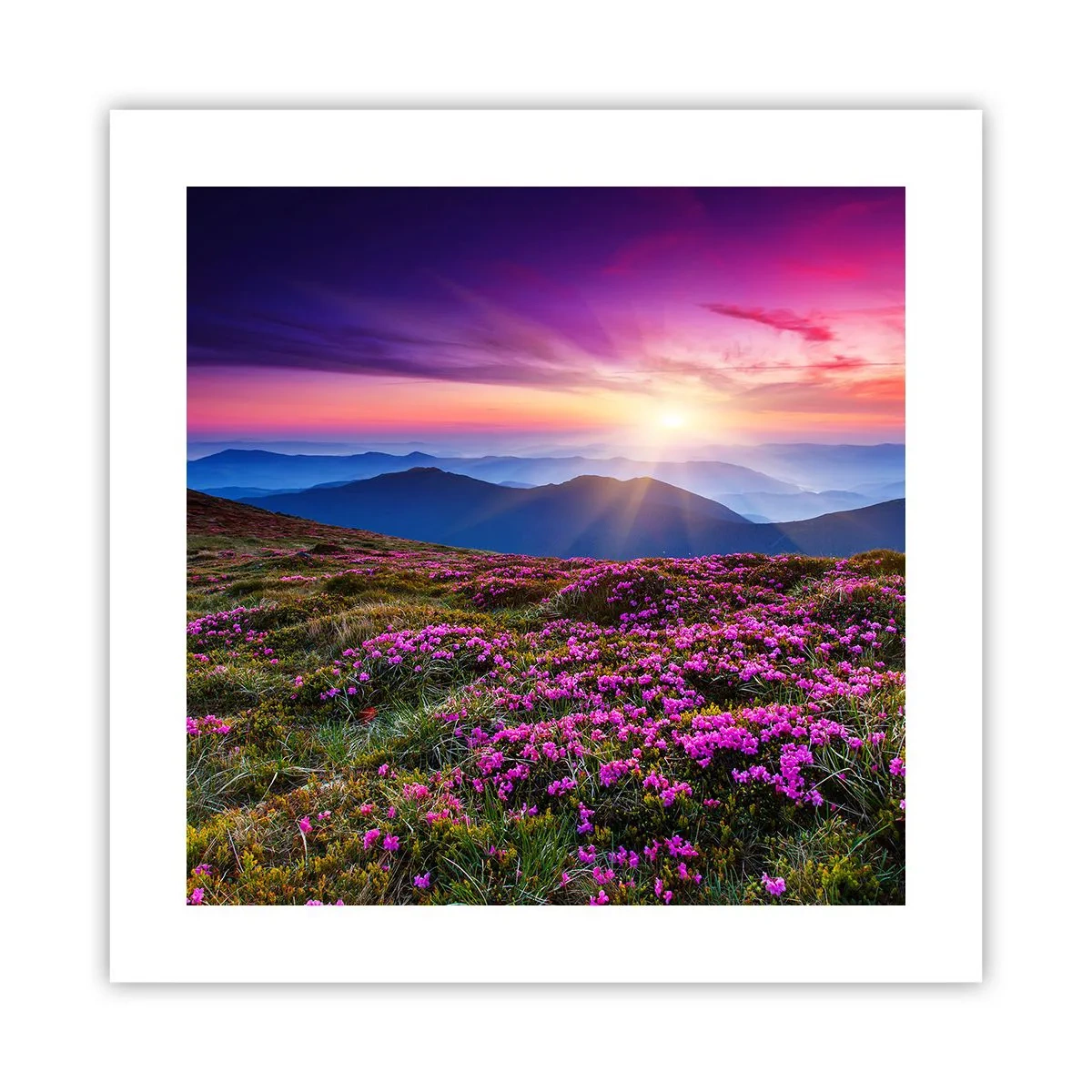 Poster - Ierburile proaspete miroseau puternic - 40x40 cm