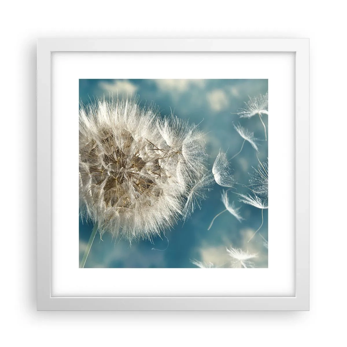 Poster în ramă albă - Respirația unui înger - 30x30 cm