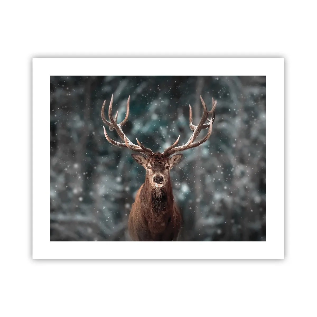 Poster - Regele pădurii a fost încoronat - 50x40 cm