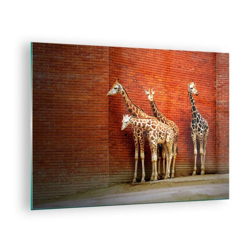 Tablou pe sticlă - Girafe pe un zid de cărămidă - 70x50cm - Vezi vreun salcâm? - Decorațiune modernă pentru perete pentru living și dormitor ARTTOR