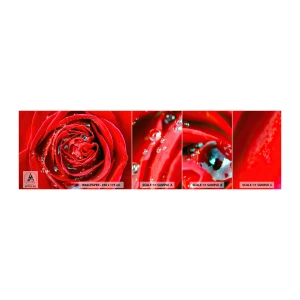 Mostră de Tapet Standard Eco - În picături de rouă - Flori, Trandafir roșu, Dragoste - 100x30 cm