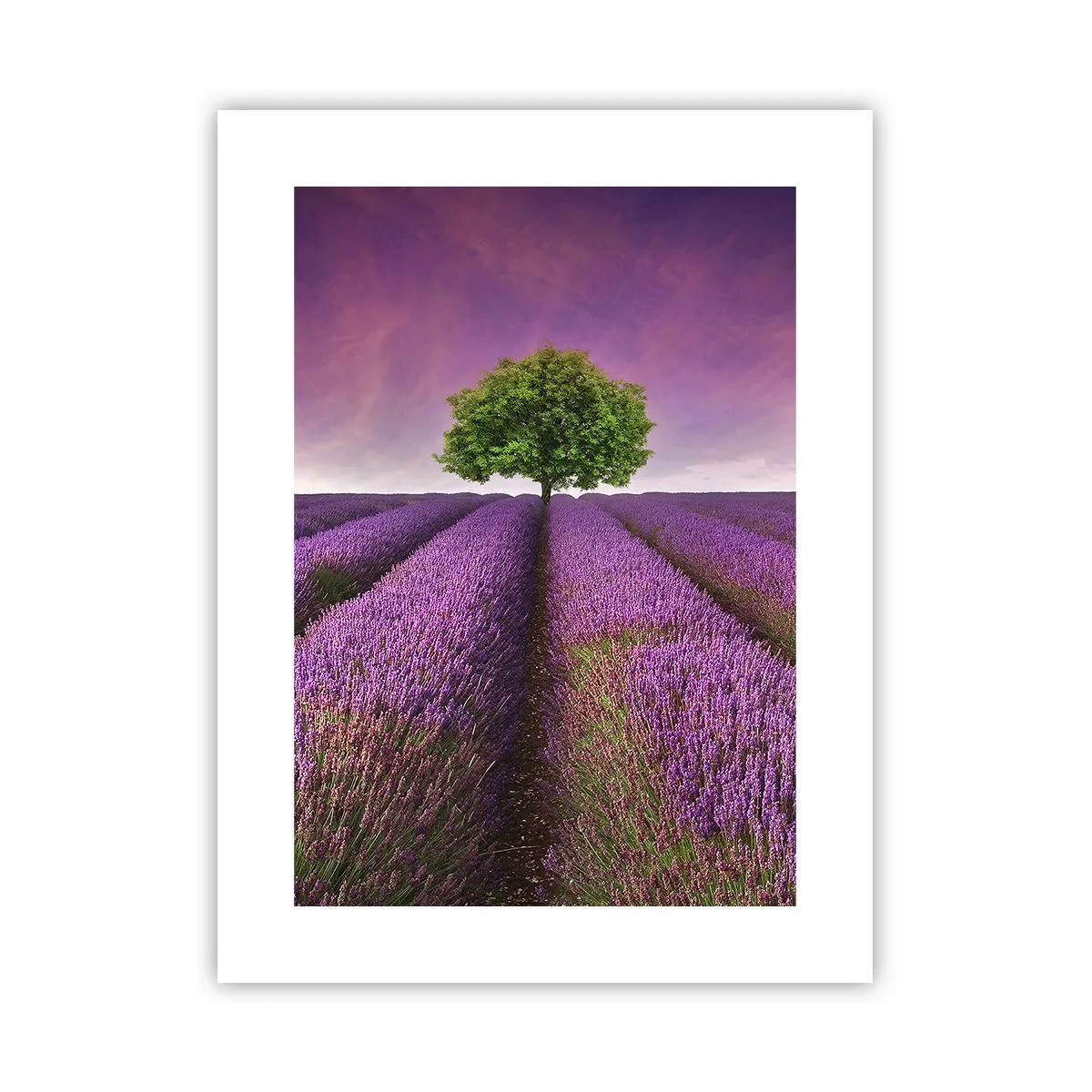 Poster - În câmpurile de lavandă - 30x40 cm