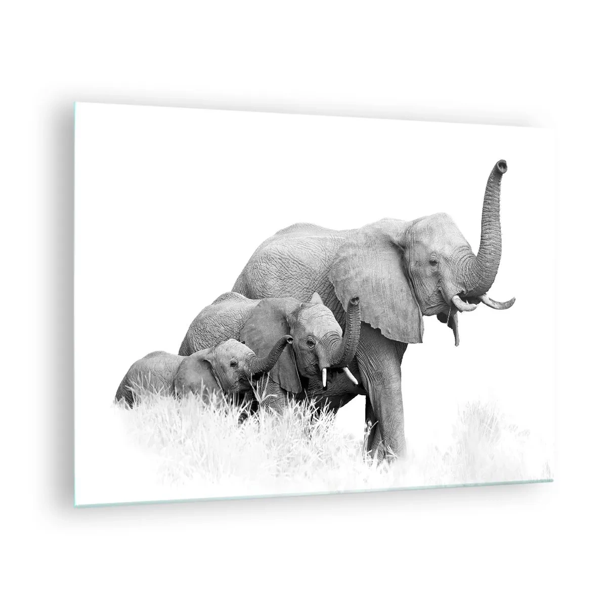Tablou pe sticlă - Familie de elefanți alb-negri în natură - 70x50cm - Unu, doi, trei - Decorațiune modernă pentru perete pentru living și dormitor ARTTOR