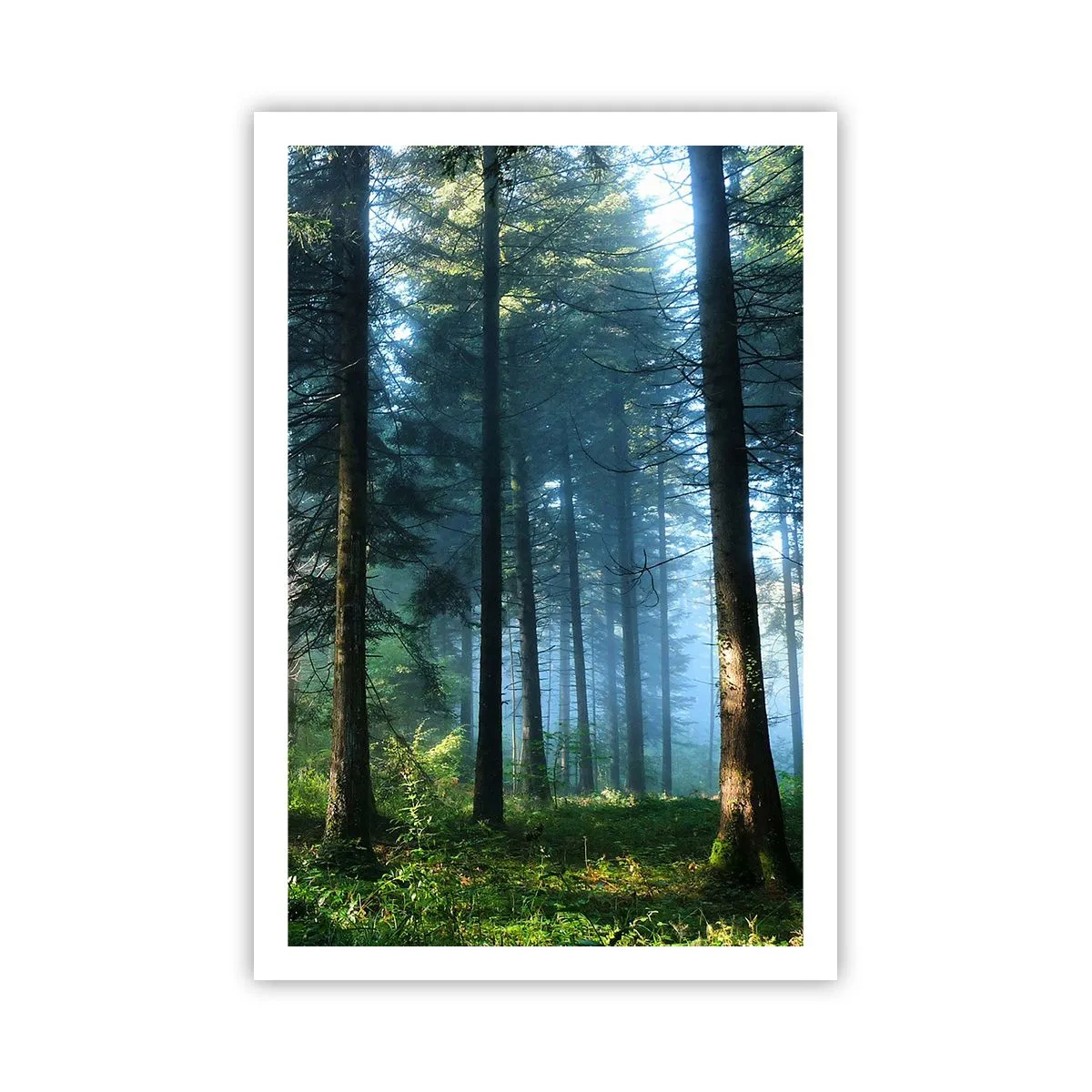 Poster - Strălucirea de dimineață - 61x91 cm