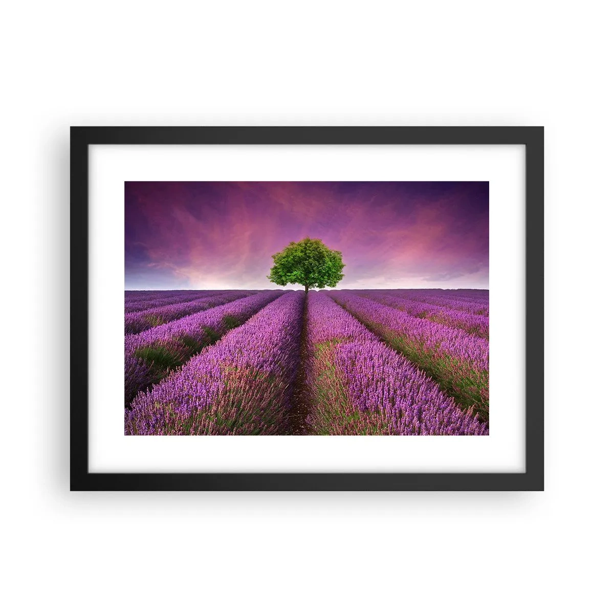 Poster în ramă neagră - În câmpurile de lavandă - 40x30 cm