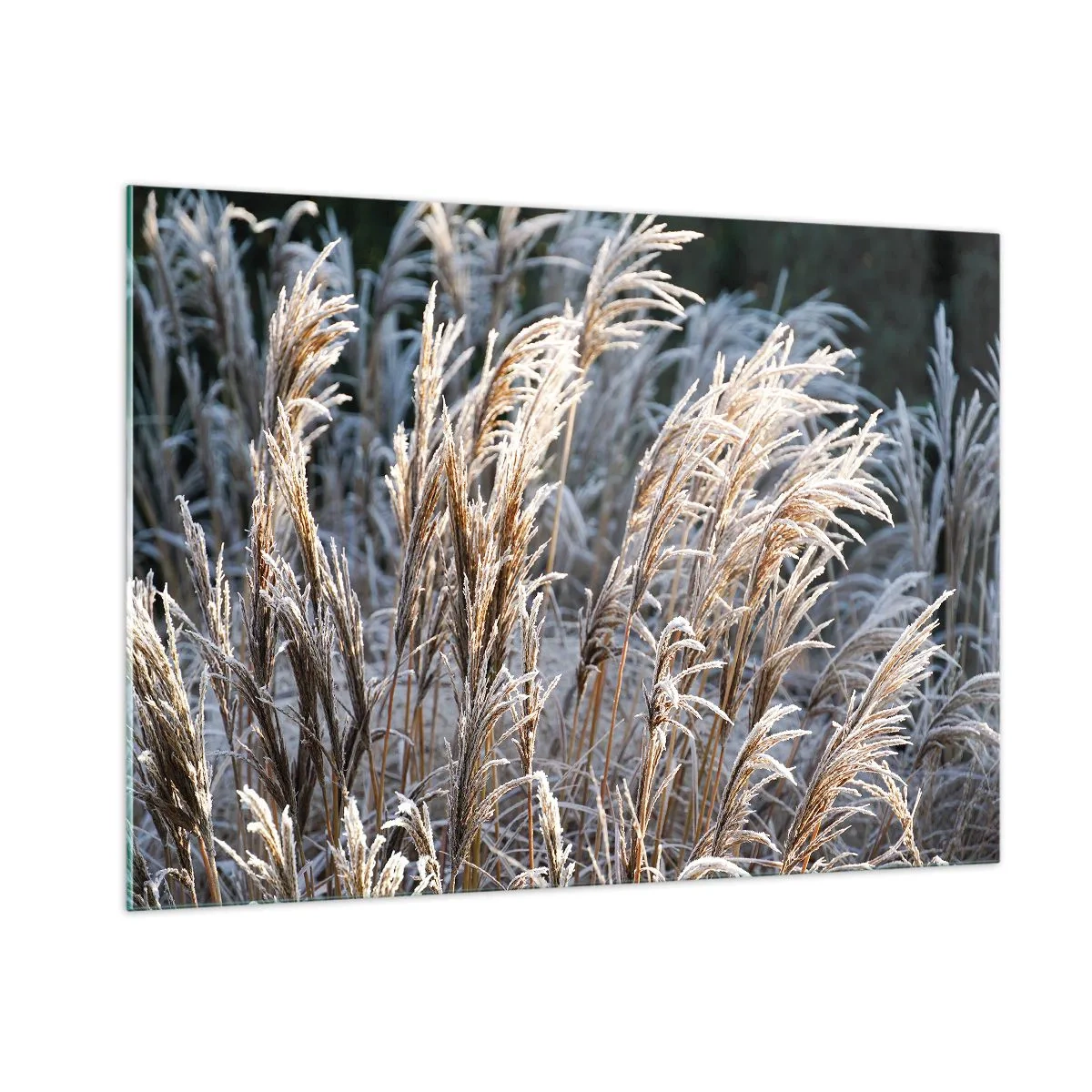 Tablou pe sticlă - Împodobite cu brumă - 100x70 cm