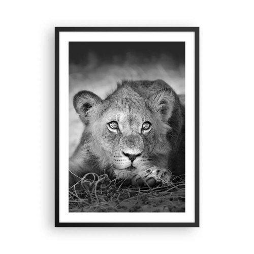 Poster în ramă neagră - Un leu tânăr în tonuri monocromatice - 50x70cm - Pisicuța regală - Decorațiune modernă pentru perete pentru living și dormitor ARTTOR