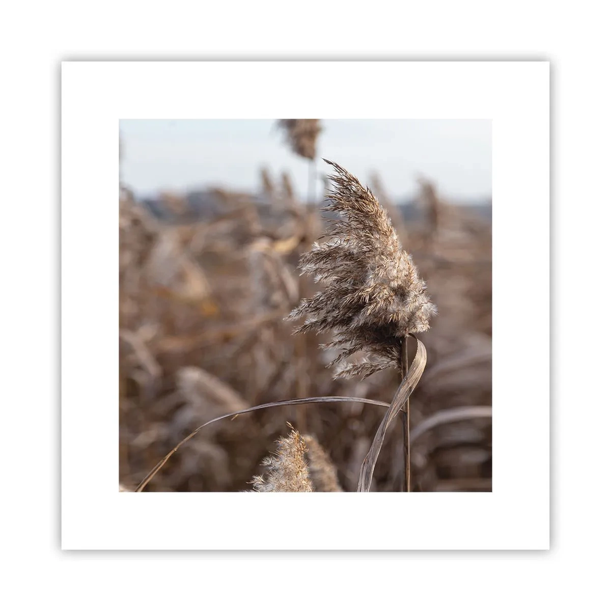 Poster - E timpul să zbori cu vântul - 30x30 cm