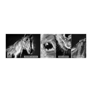 Mostră tapet Premium Sand - Strălucirea unui suflet nobil - Animale, Cal, Mare - 100x30 cm