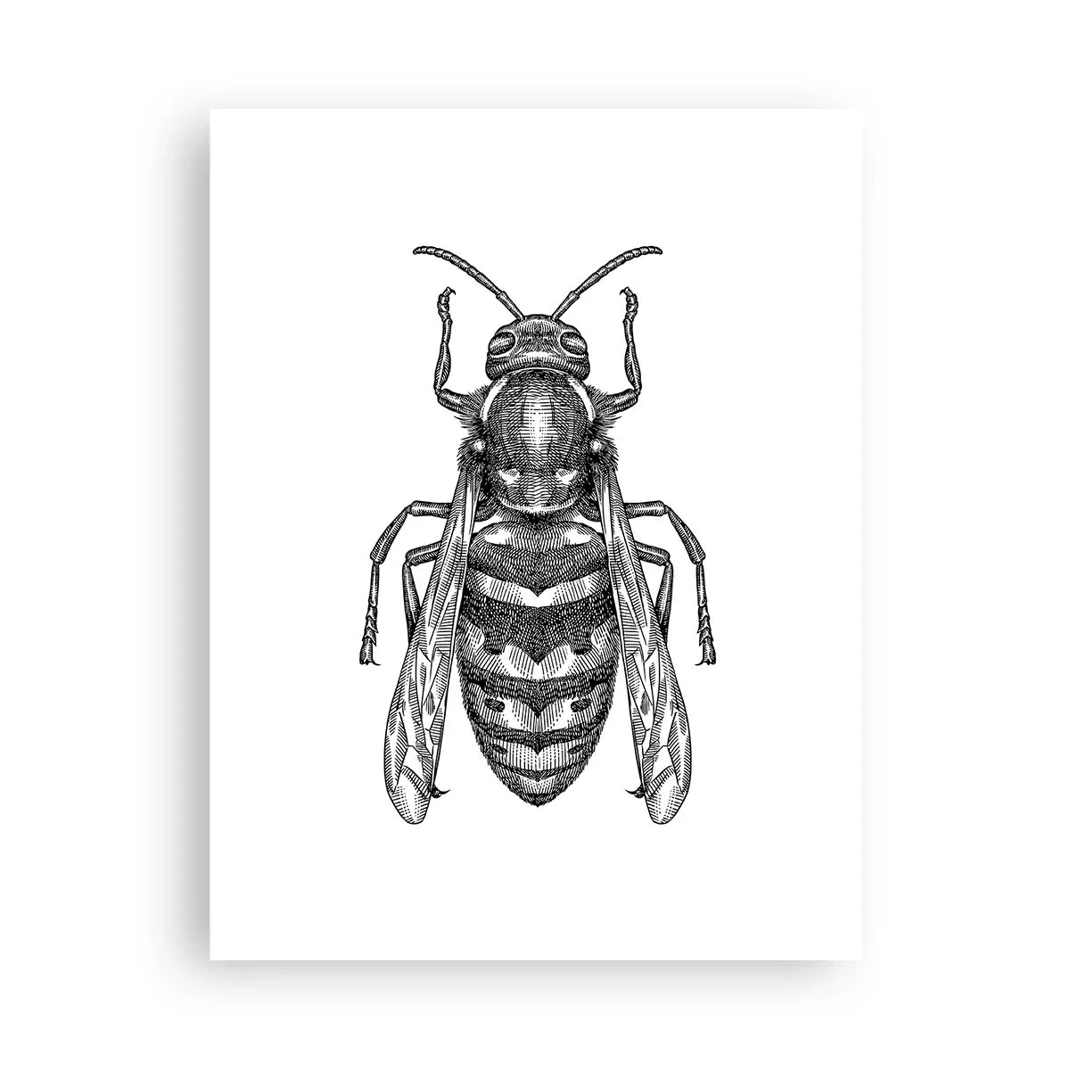 Poster - De pe o planetă de insecte - 30x40 cm