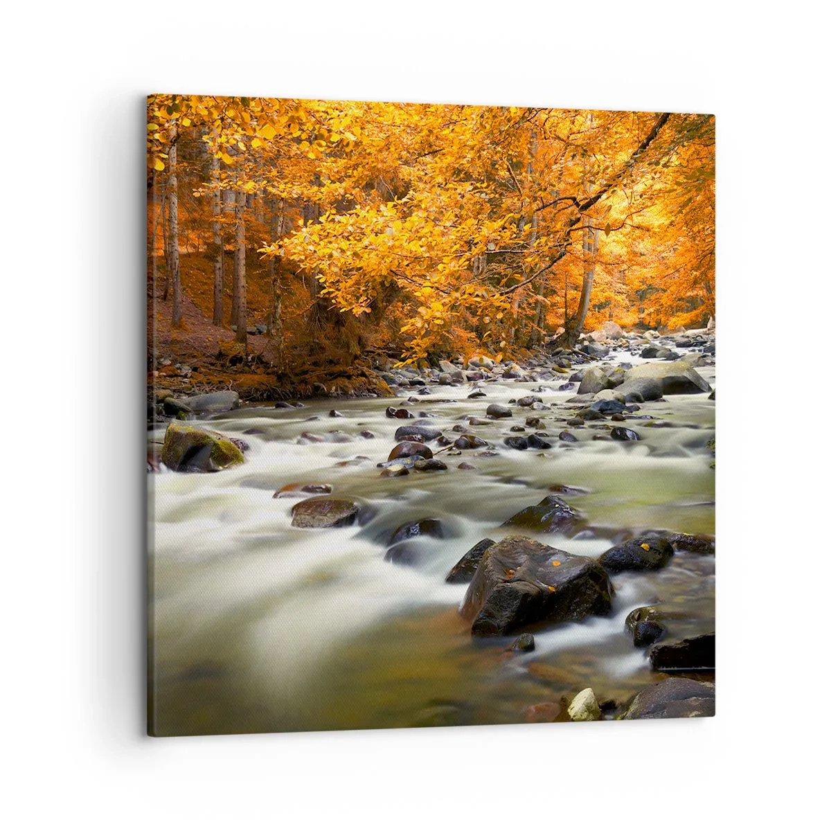 Tablou pe pânză - Un pârâu într-o pădure de aur - 50x50 cm