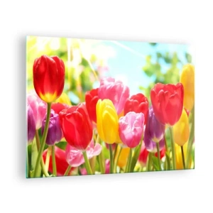 Tablou pe sticlă - Lalele colorate în lumina soarelui de primăvară - 70x50cm - Așa suntem noi, culorile lunii mai! - Decorațiune modernă pentru perete pentru living și dormitor ARTTOR
