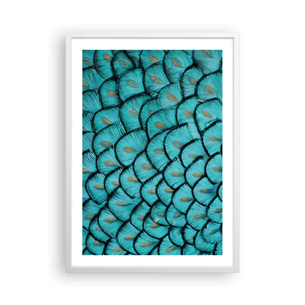 Poster în ramă albă - Marea gală a penelor - 50x70 cm