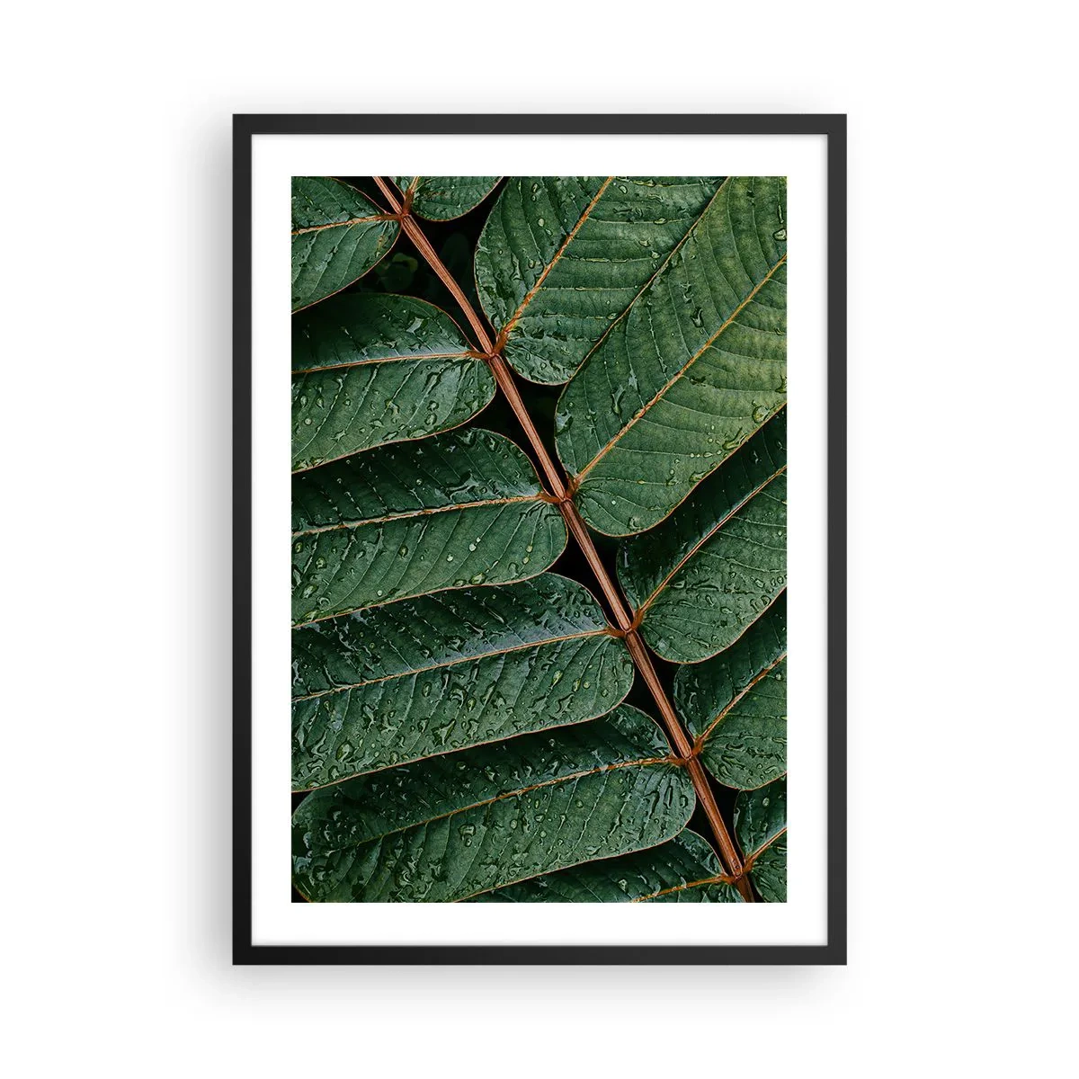 Poster în ramă neagră - Frunze cu picături de apă creând o compoziție armonioasă - 50x70cm - Într-un ritm verde - Decorațiune modernă pentru perete pentru living și dormitor ARTTOR