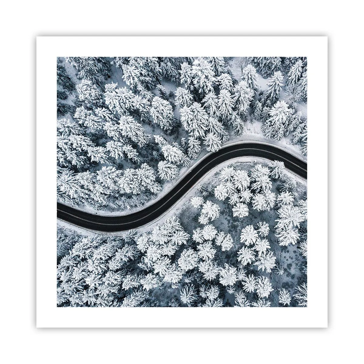 Poster - Prin pădurea de iarnă - 50x50 cm