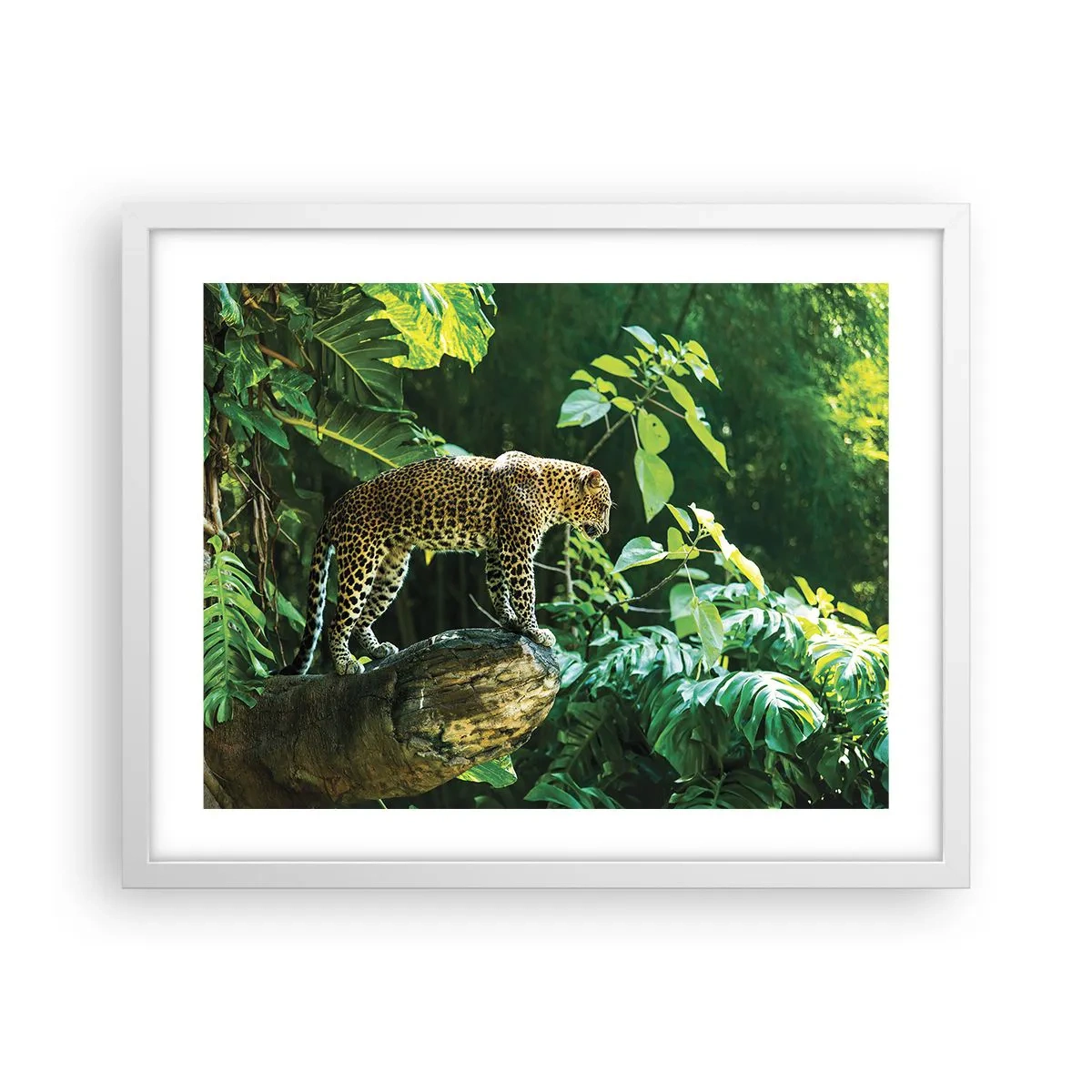Poster în ramă albă - La vânătoare? - 50x40 cm