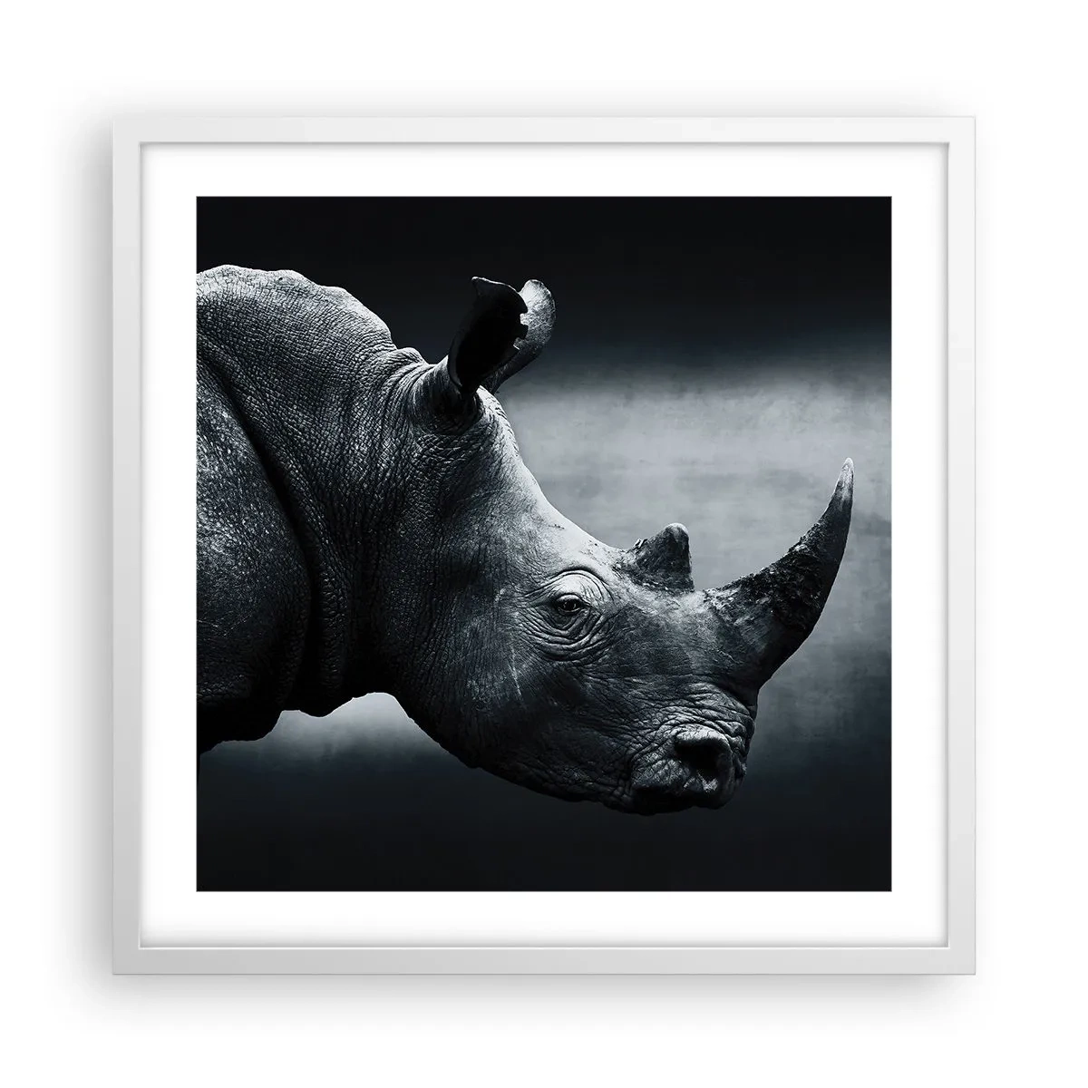 Poster în ramă albă - Profil drept - 50x50 cm