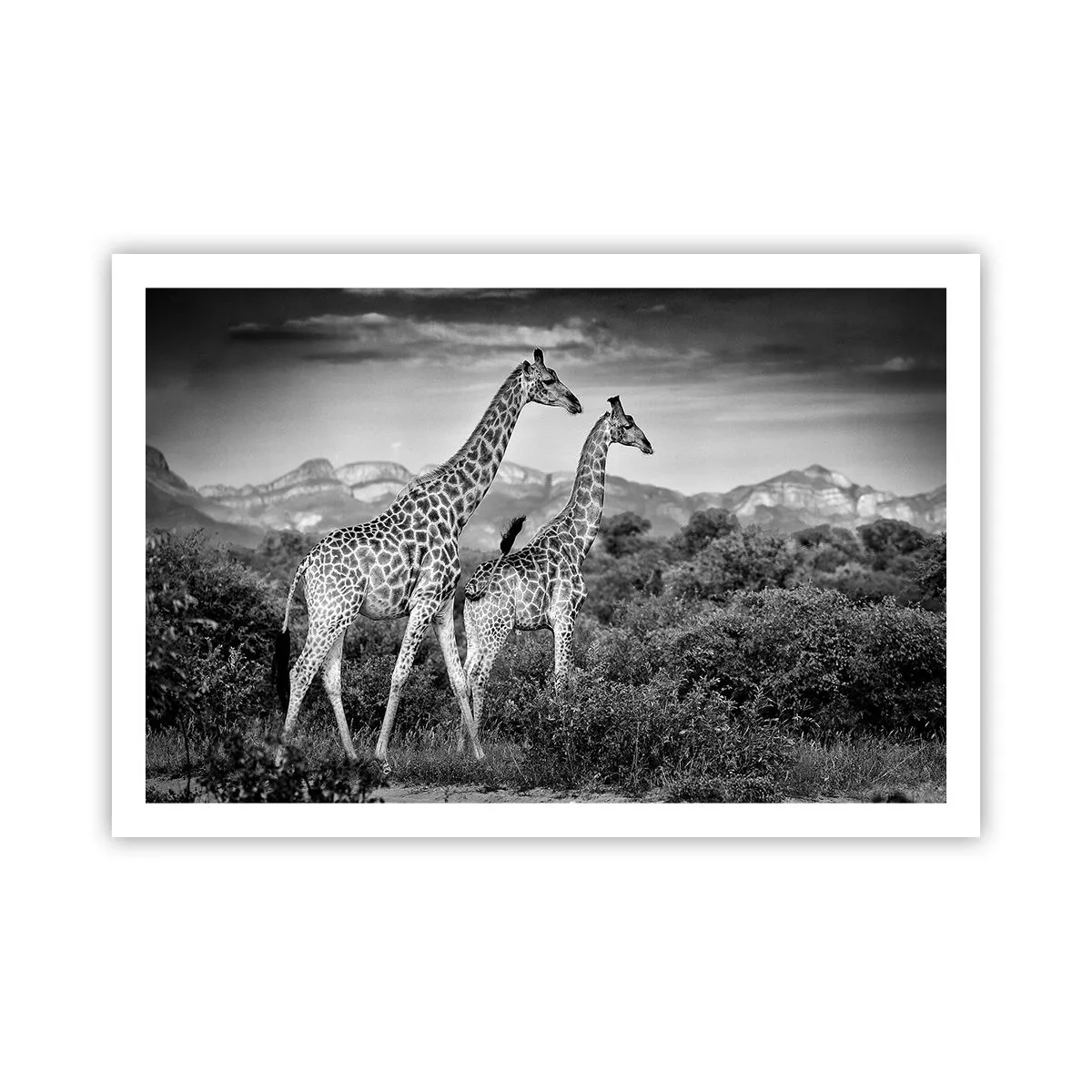 Poster - Clasele superioare din Africa - 91x61 cm