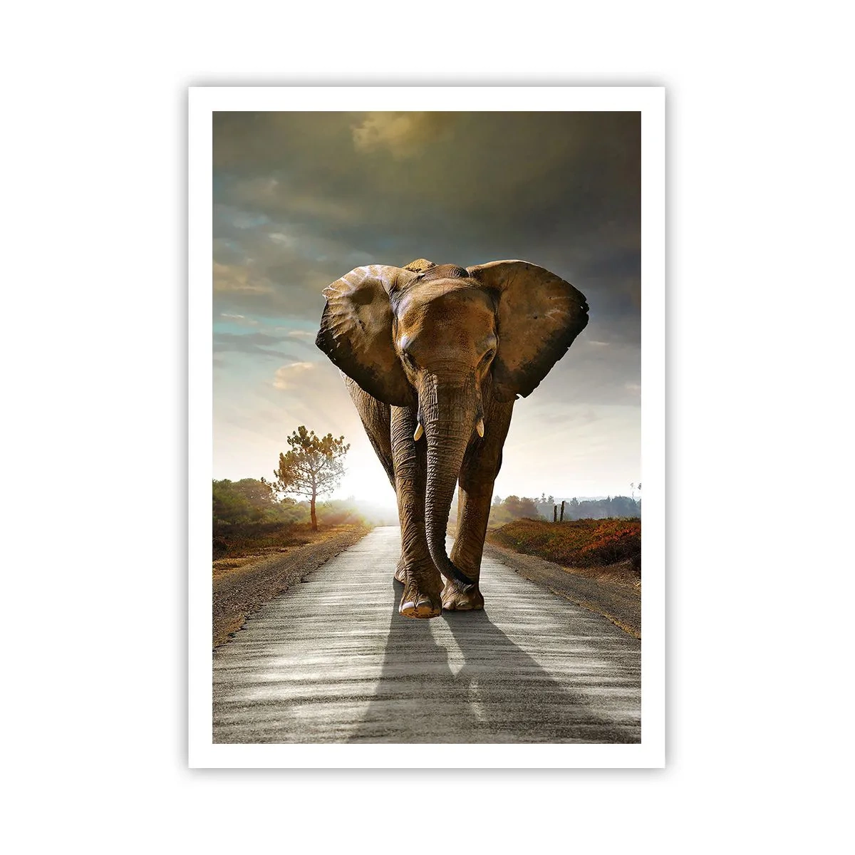 Poster - Și-a pierdut cipicii... - 70x100 cm