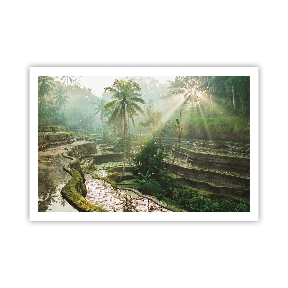 Poster - Crescând la soare - 91x61 cm
