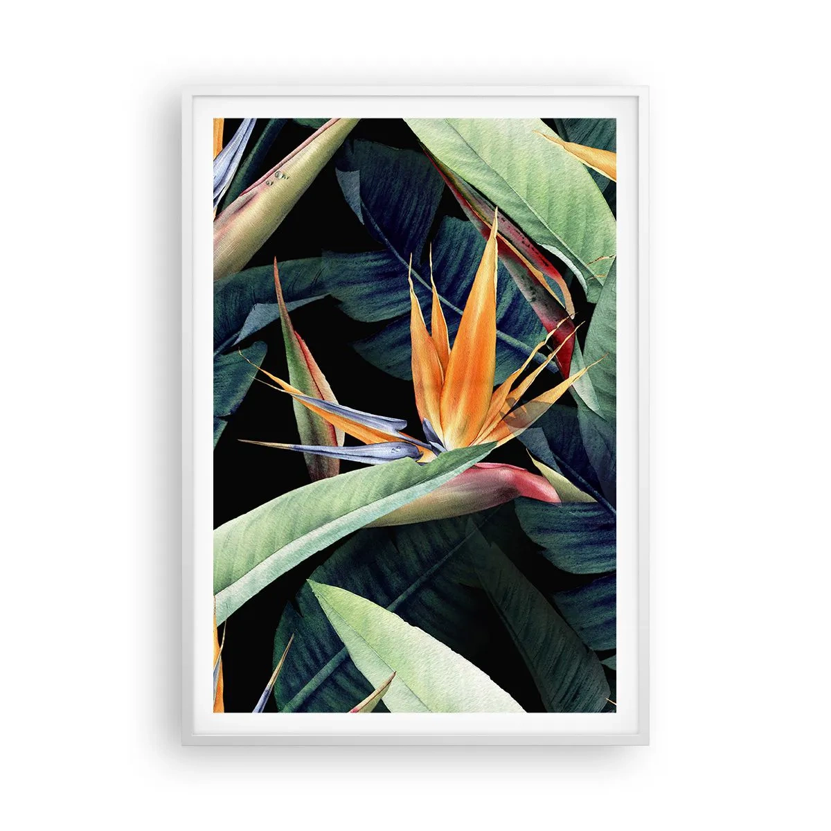 Poster în ramă albă - Florile de flacără ale tropicelor - 70x100 cm