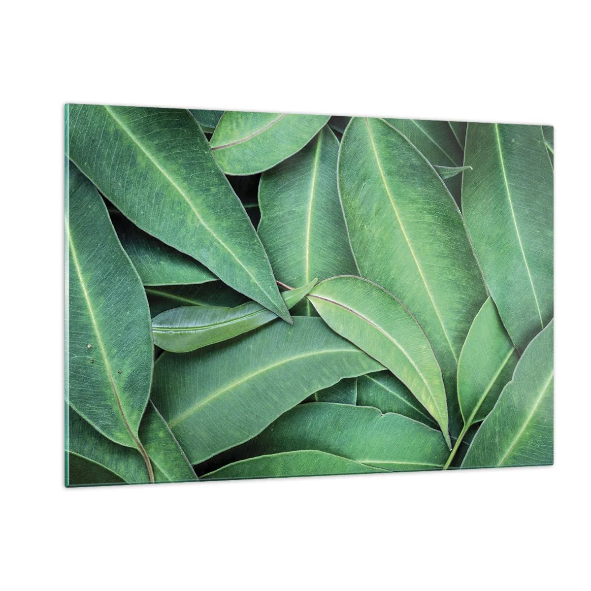 Tablou pe sticlă - Suculente și proaspete - 120x80 cm