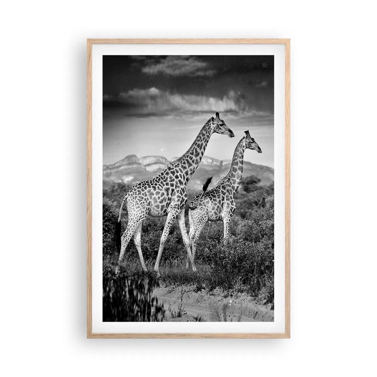 Poster în ramă de stejar deschis - Clasele superioare din Africa - 61x91 cm