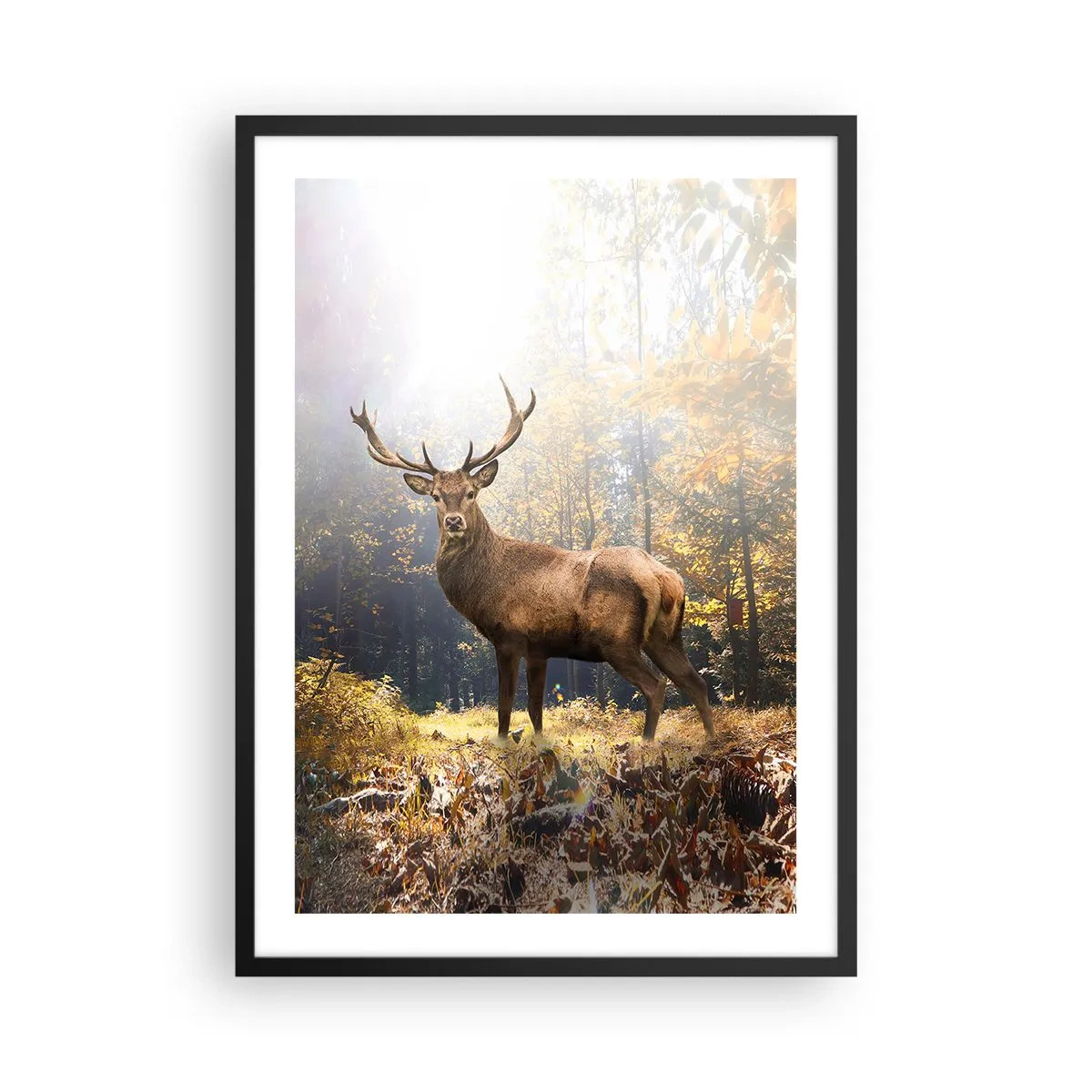 Poster în ramă neagră - Un cerb într-o pădure luminată de lumina soarelui - 50x70cm - Măreție calmă - Decorațiune modernă pentru perete pentru living și dormitor ARTTOR