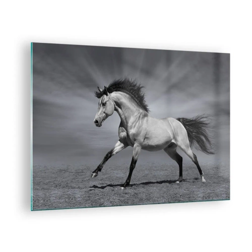 Tablou pe sticlă - O fotografie alb-negru a unui cal galopând pe un câmp deschis. - 70x50cm - Născut pentru a încânta - Decorațiune modernă pentru perete pentru living și dormitor ARTTOR