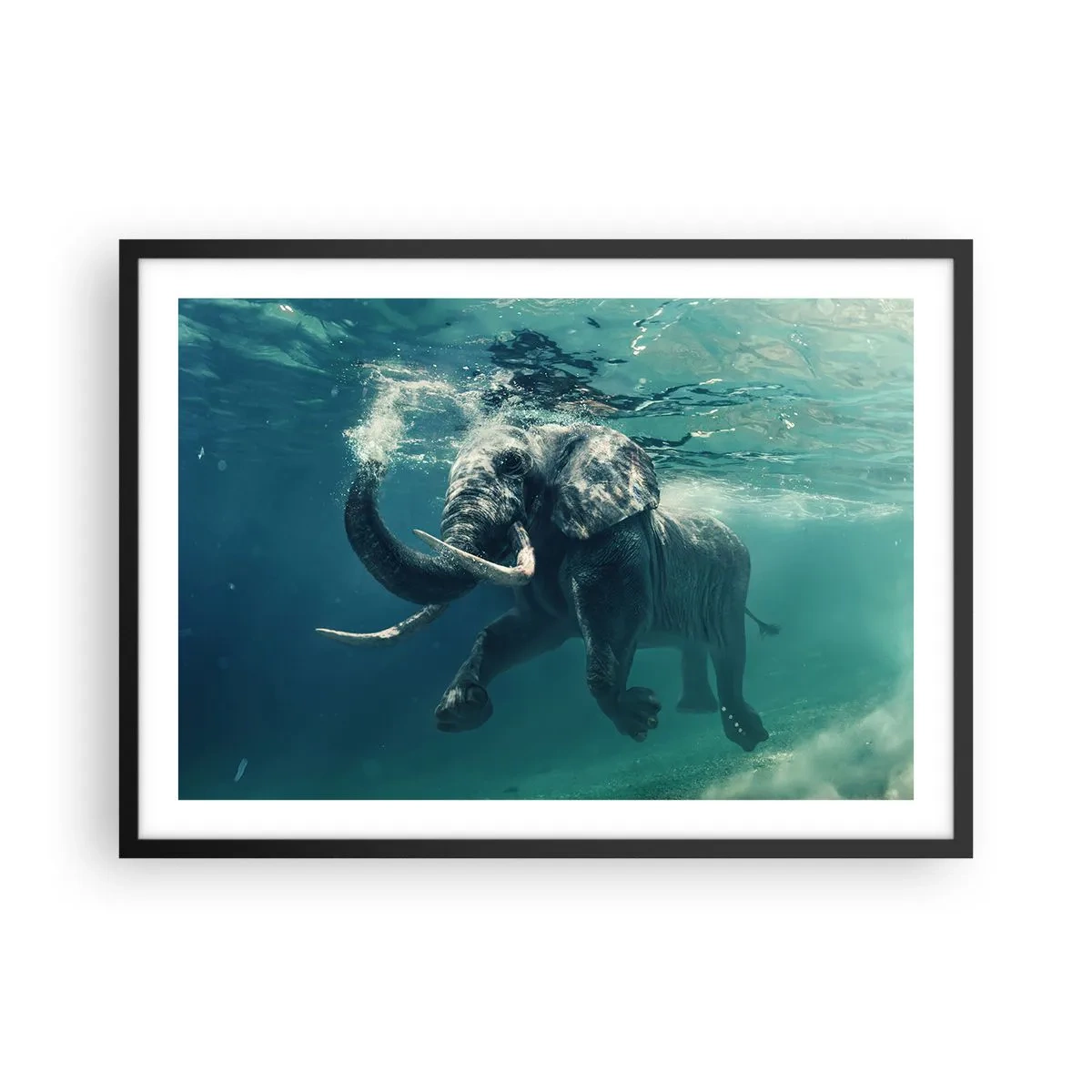 Poster în ramă neagră - Tuturor le place să înoate - 70x50 cm