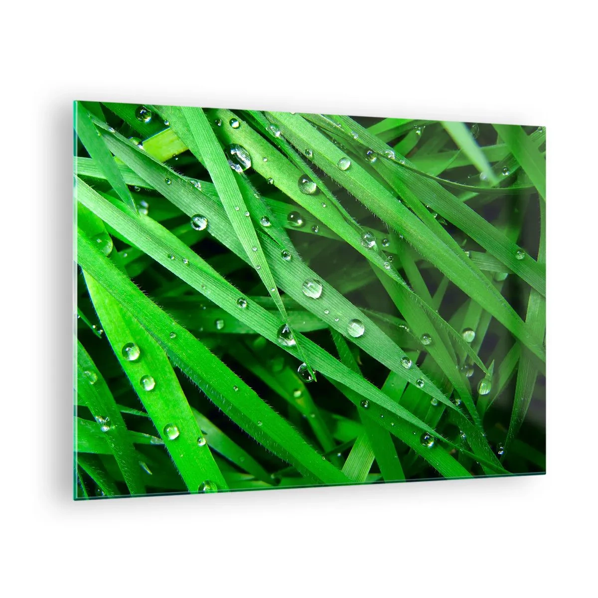 Tablou pe sticlă - Fire verzi de iarbă cu picături de rouă - 70x50cm - Joacă de-a verdele - Decorațiune modernă pentru perete pentru living și dormitor ARTTOR