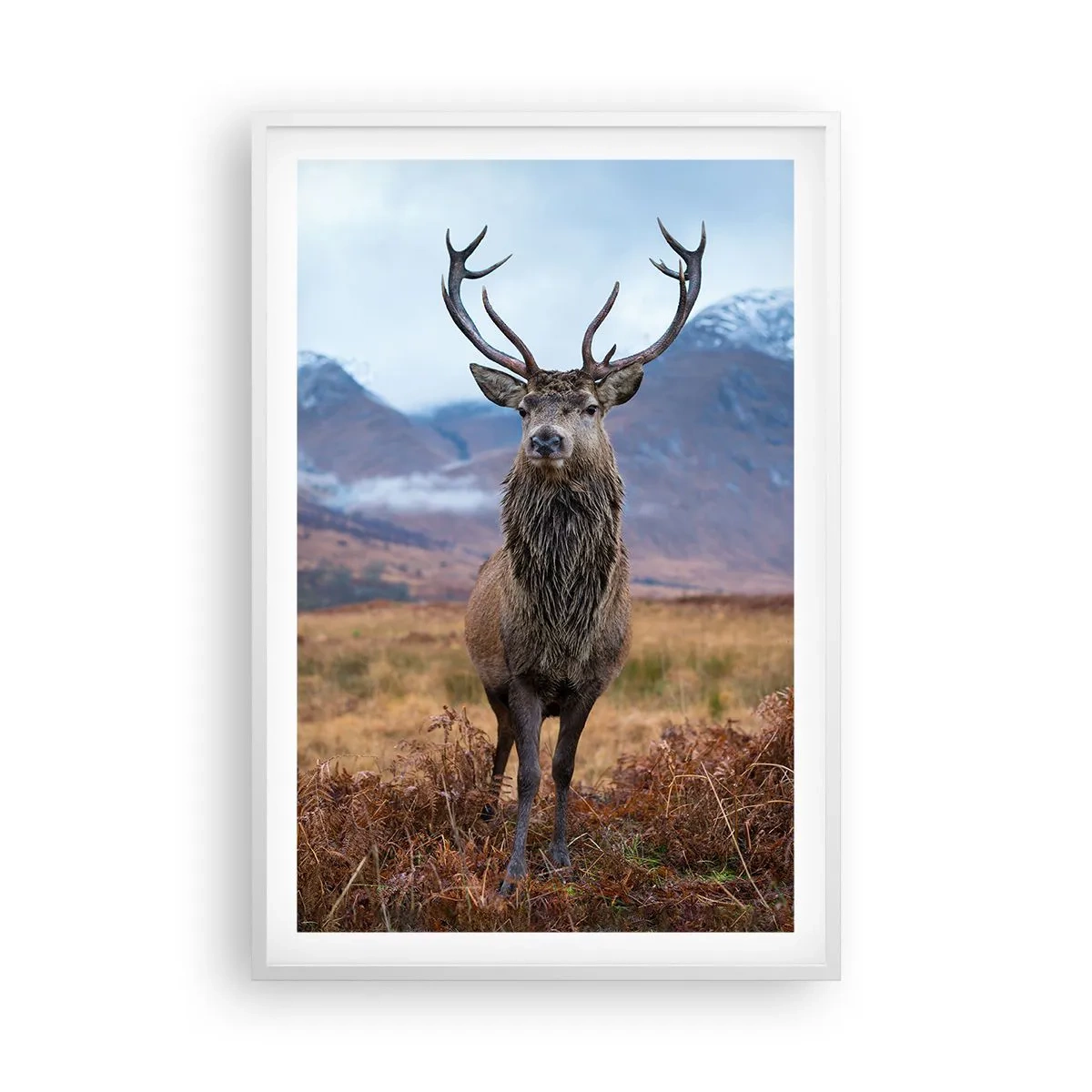 Poster în ramă albă - Pe propriul lui teritoriu - 61x91 cm