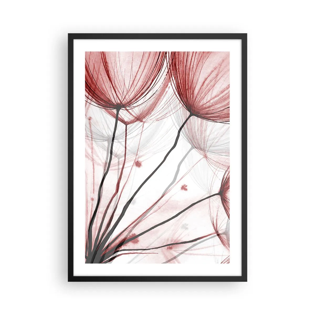 Poster în ramă neagră - Păpădii delicate în nuanțe de roșu și negru - 50x70cm - Înainte de plecare - Decorațiune modernă pentru perete pentru living și dormitor ARTTOR
