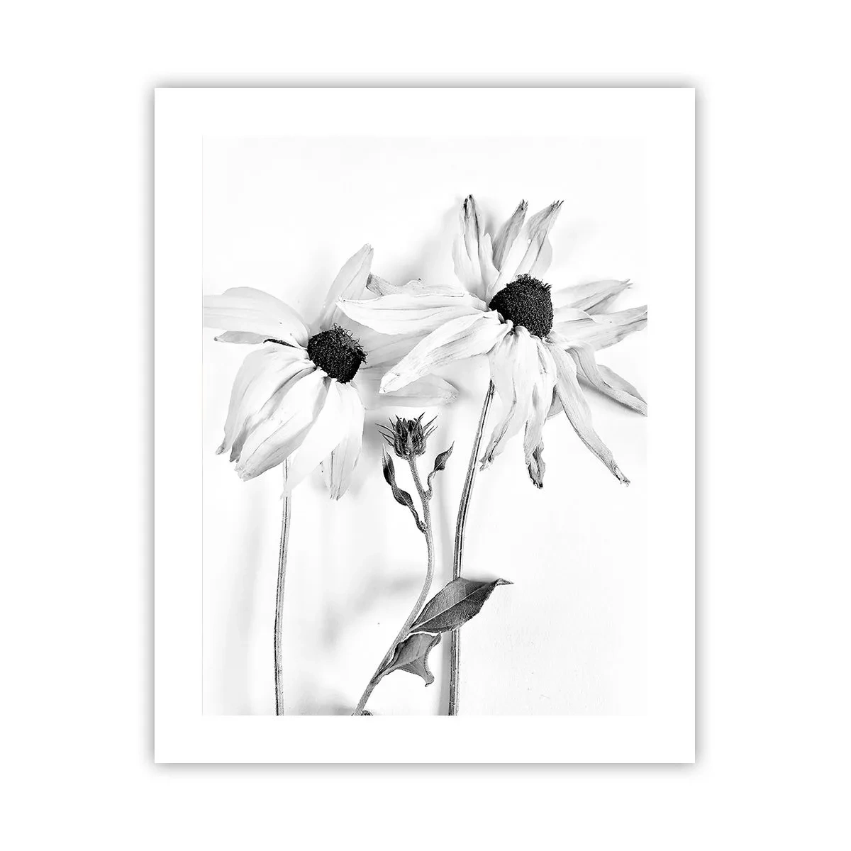 Poster - Nimeni nu vrea să fie singur - 40x50 cm