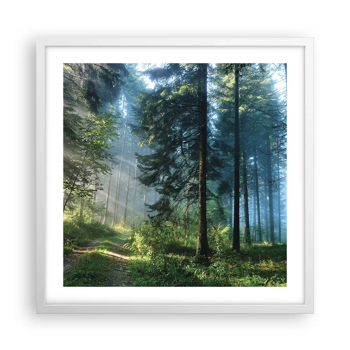 Poster în ramă albă - Strălucirea de dimineață - 50x50 cm