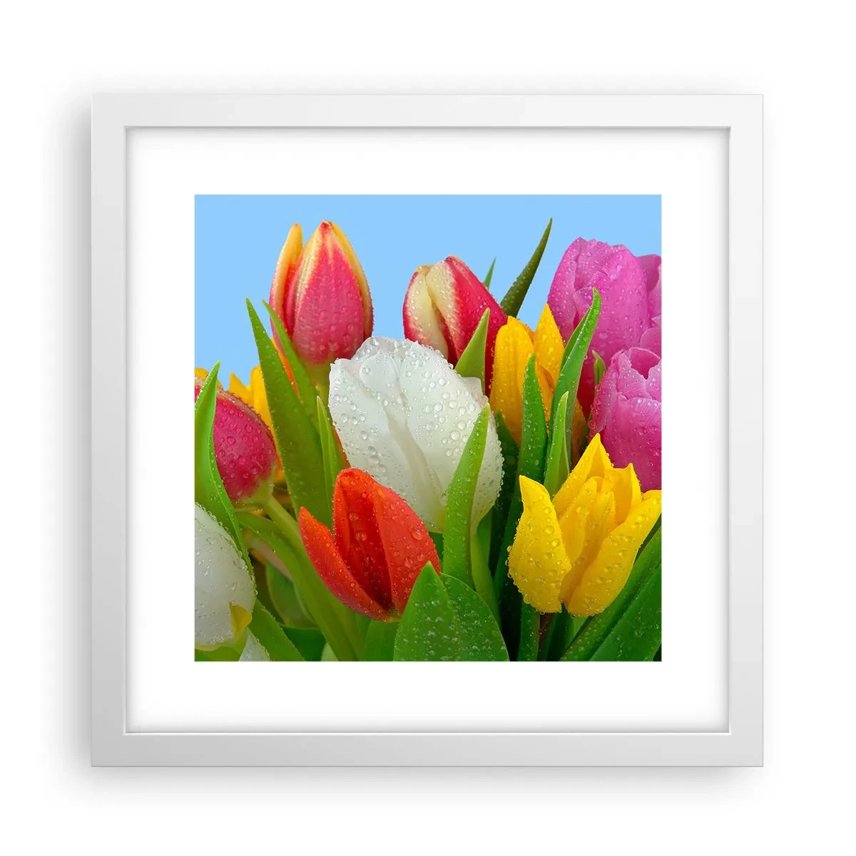 Poster în ramă albă - Un curcubeu floral în picături de rouă - 30x30 cm