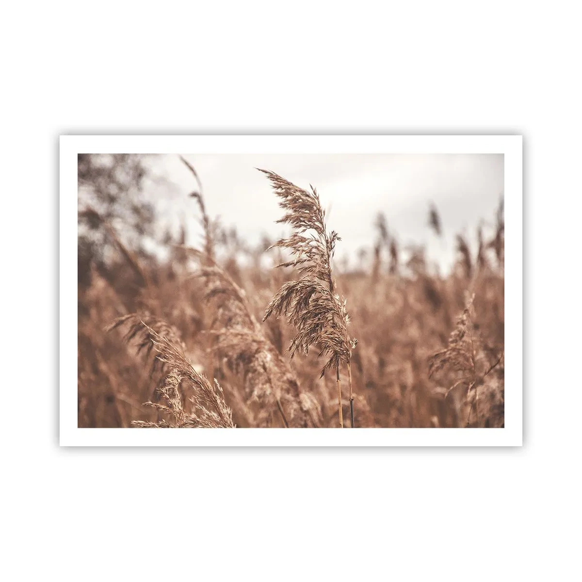 Poster - Toamna pe câmpuri - 91x61 cm