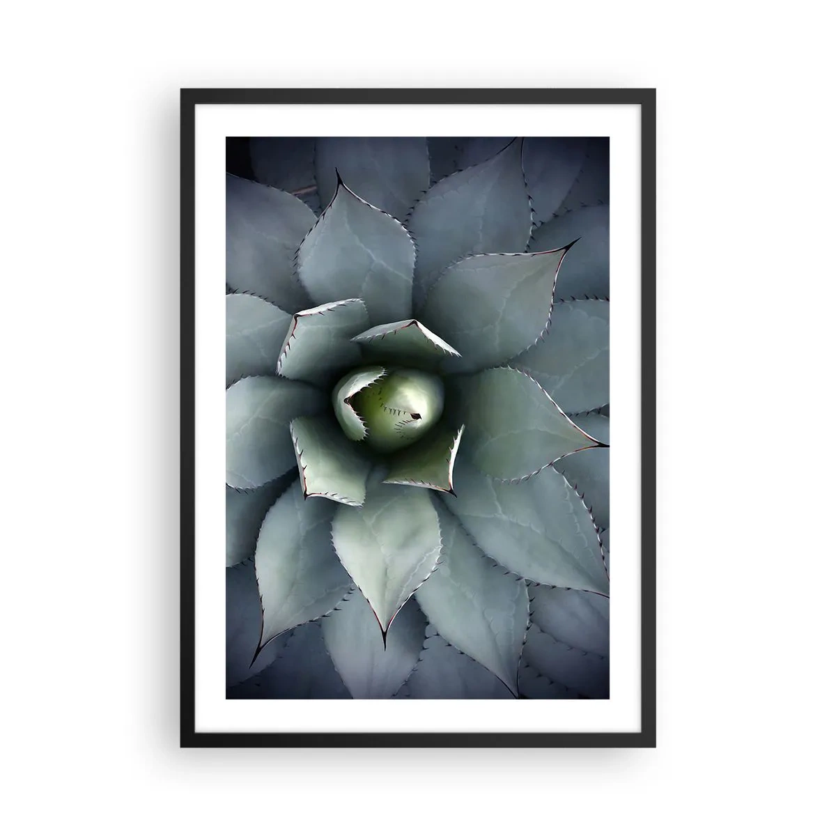 Poster în ramă neagră - Un prim-plan al frunzelor simetrice ale unei suculente în nuanțe de verde. - 50x70cm - Momește și avertizează - Decorațiune modernă pentru perete pentru living și dormitor ARTTOR