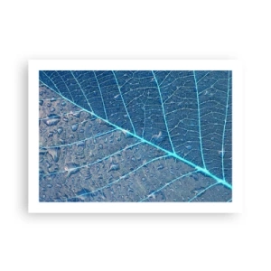 Poster - Viața în albastru - 70x50 cm