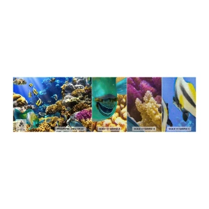 Mostră tapet Premium Canvas - Trafic intens pe traseul de vacanță - recif de corali, Ocean, Peşte - 100x30 cm