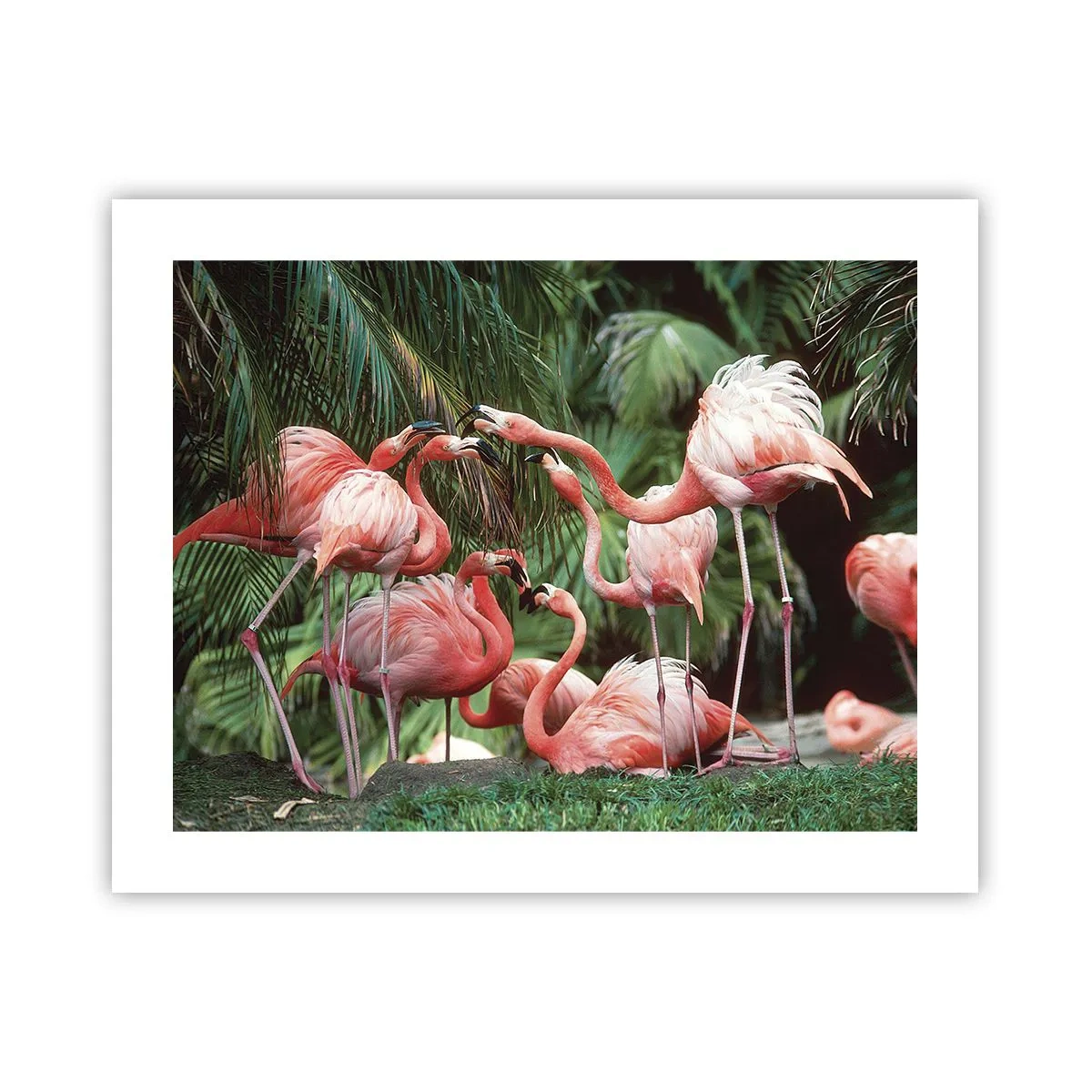 Poster - Bârfa de după-amiază - 50x40 cm