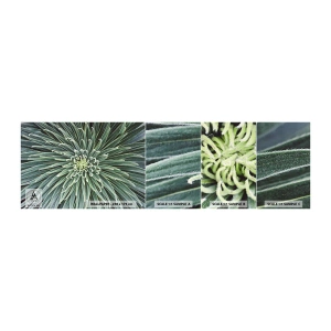 Mostră tapet autocolant Deluxe Sticker - Nașterea unei stele - Floare de agave, Agavă, Flori - 100x30 cm
